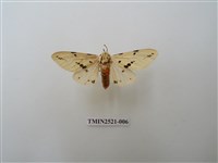 藏品(菊池污燈蛾)的圖片